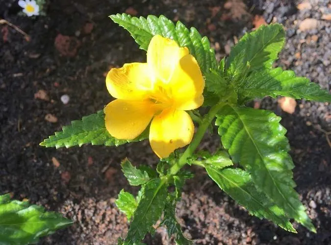 Casa Candela Holiday home Tinajo