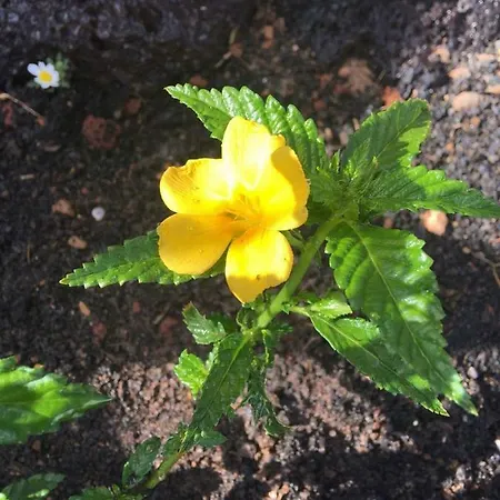 Casa Candela Vakantiehuis Tinajo