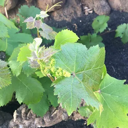 Vakantiehuis Casa Candela