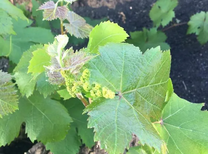 Semesterbostad Casa Candela